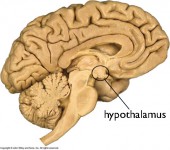 hypothalamus | sevendeadlysynapses.com